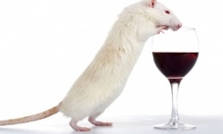 Новый метод борьбы с алкогольной зависимостью опробован на крысах