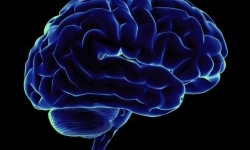 Ученые: Ожирение ведет к быстрой старости мозга